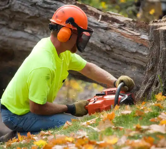 tree services New Augusta